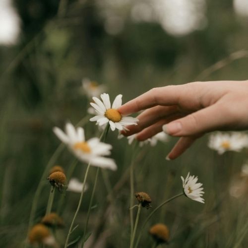 hand touching daisy in a flower meadow